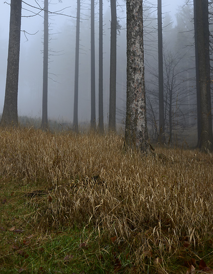Forest fog - smaller format
