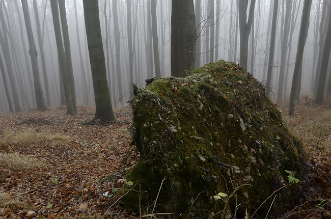 Forest fog - smaller format