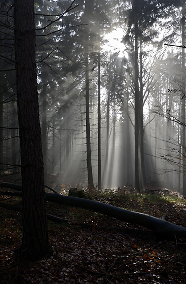 Rays - smaller format