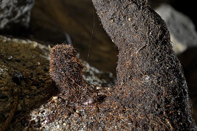 Root stalagmites - smaller format