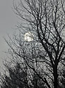 Diffident Sun - main link