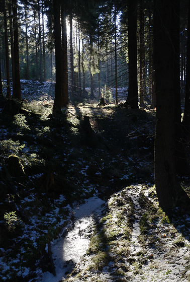 Svtlo v lese - men formt