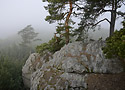 Morning in "Cuckoos" - main link