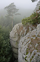 Morning in "Cuckoos" - main link