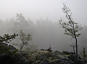 Morning in "Cuckoos" - main link