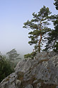 Morning in "Cuckoos" - main link