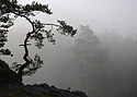 Morning in "Cuckoos" - main link
