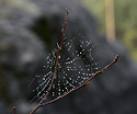 Beads - main link