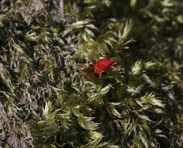 Velvet mite - smaller format