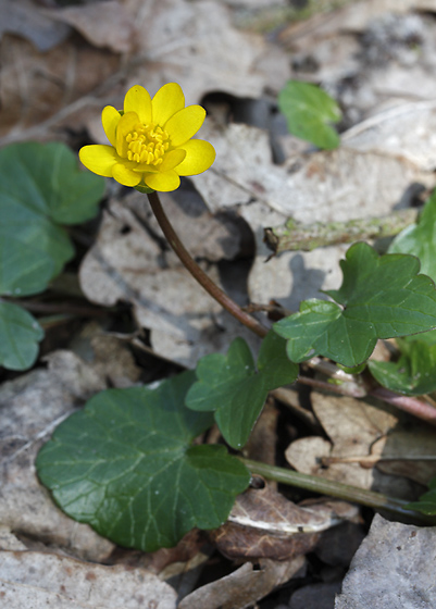 Lesser celandine - smaller format