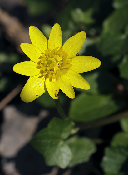 Lesser celandine - smaller format