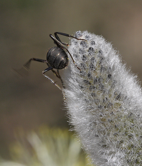 Ant on the goat willow - smaller format