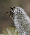 Mravenec na jívě - hlavní odkaz