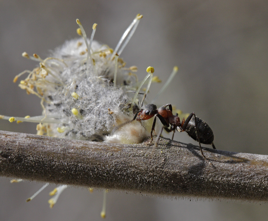 Mravenec na jívě - větší formát