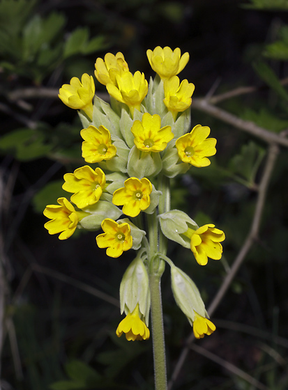 Primrose - smaller format