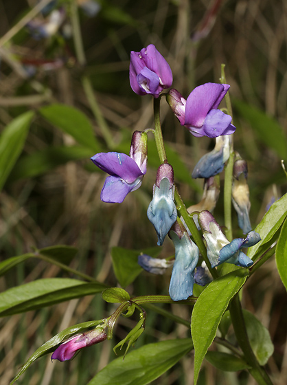 Spring-vetch - smaller format