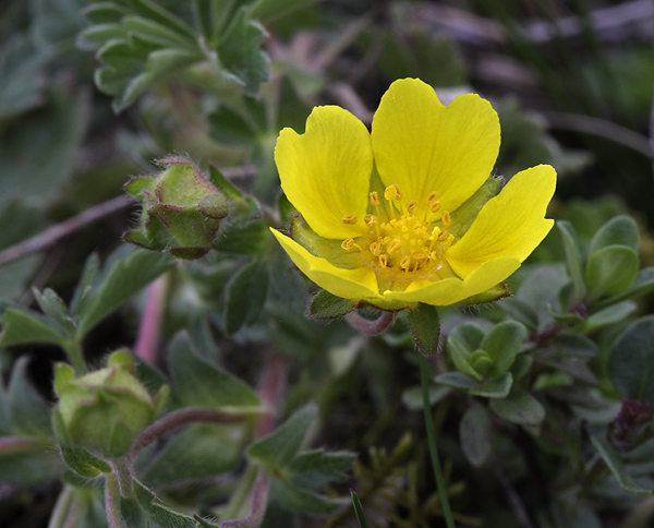 Potentilla - smaller format