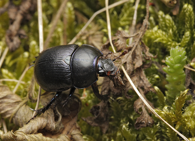 Dung beetle - smaller format