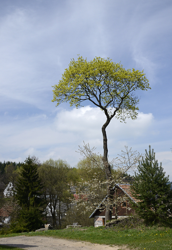 Hlavovsk baobab - vt formt