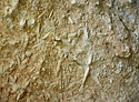 Bioturbace - hlavn odkaz