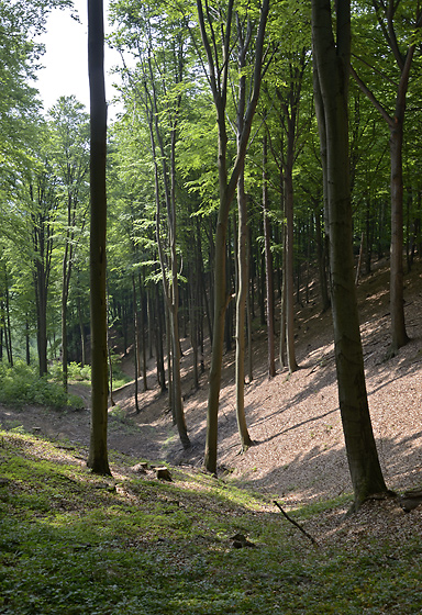 Gorge - smaller format