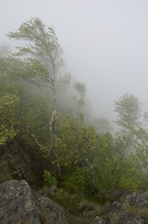 Foggy - larger format