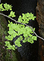 Over the "Plounice Chanell" - main link