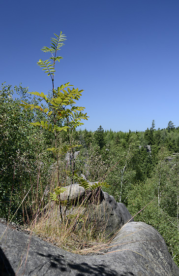Rowan tree - smaller format