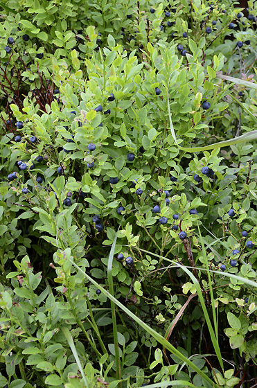 Blueberries - smaller format