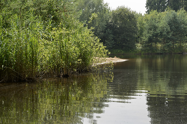 Pond in woods - smaller format
