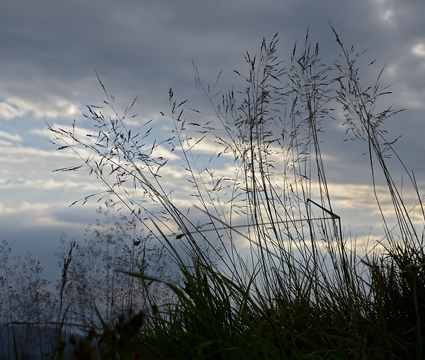 Grass - smaller format