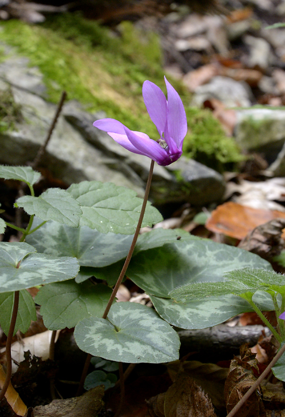 Cyclamen - larger format