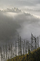 Shades - main link