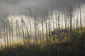Sticks - main link