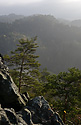 Shades - main link