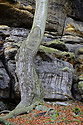 Beech - main link