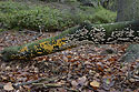 Tree trunk in decay - main link