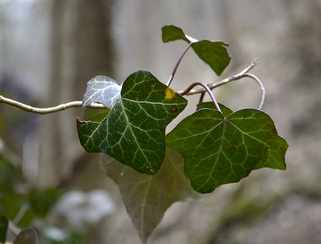Ivy - smaller format