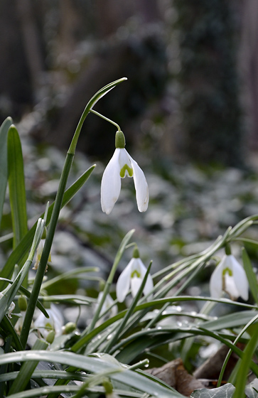Spring in the cemetery - smaller format