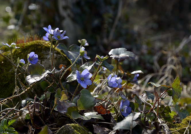 Spring in the cemetery - smaller format