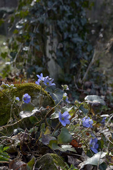 Spring in the cemetery - smaller format