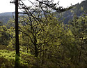 Over the "Chamomile Valley" - main link