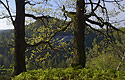 Over the "Chamomile Valley" - main link