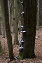 Polypores - main link