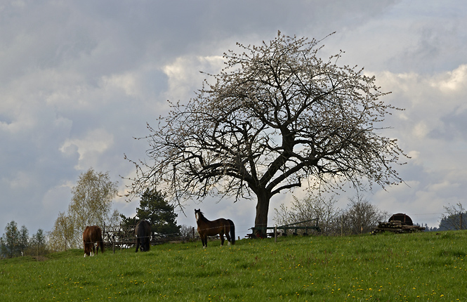 At pasture - smaller format