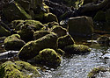 "Machov Creek" - main link