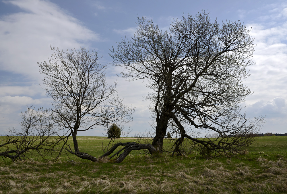 On plains - larger format