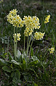 Primula - main link