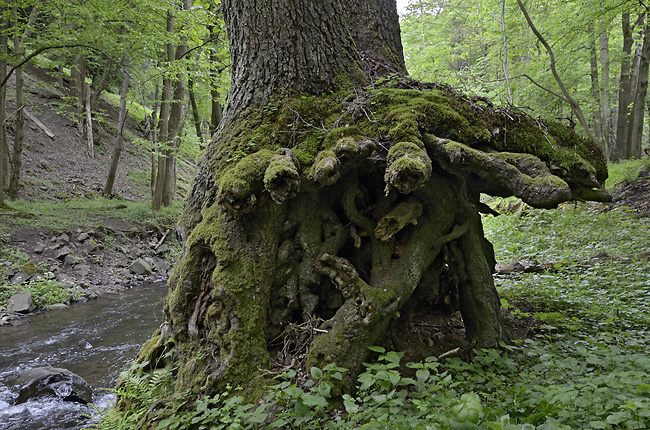 In the gorge - smaller format