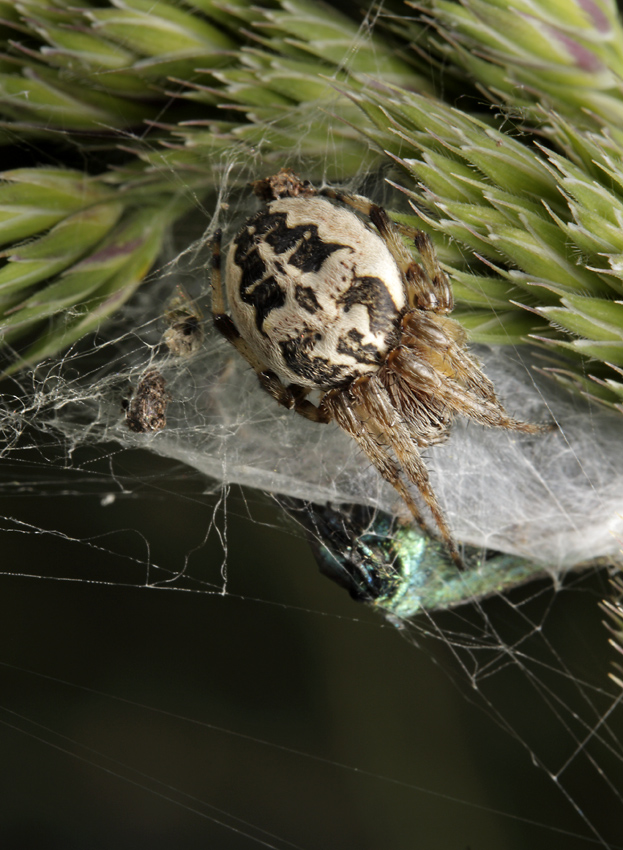 Larinioides suspicax - larger format